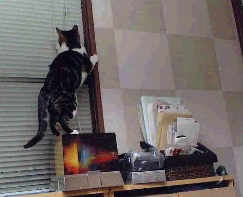 开云体育中国-生死战一剑封喉！托尼掌控雷电助哥伦比亚绝境突围