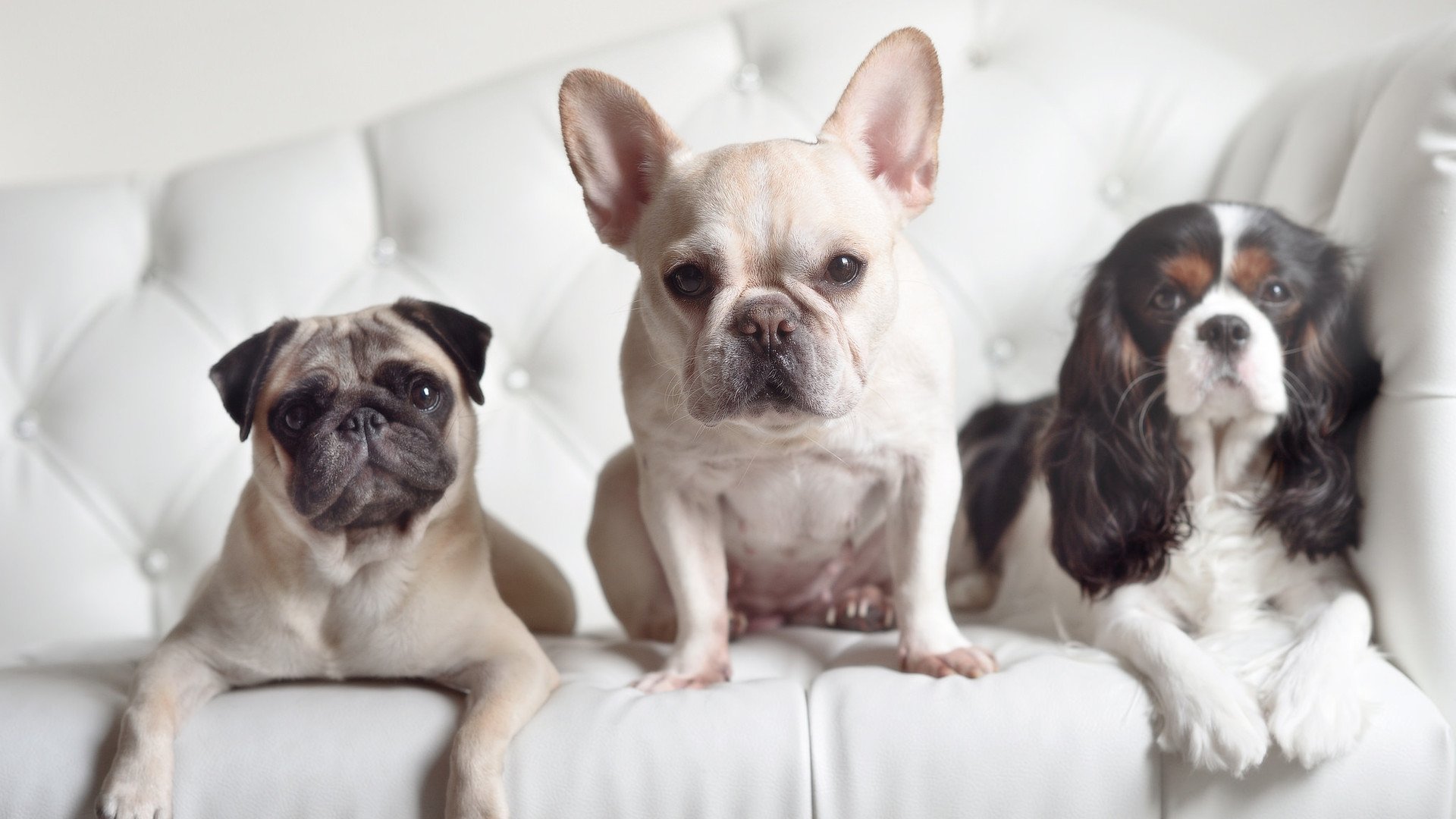 星光之城陷落，平凡屠龙者利拉德与他的粉碎之夜