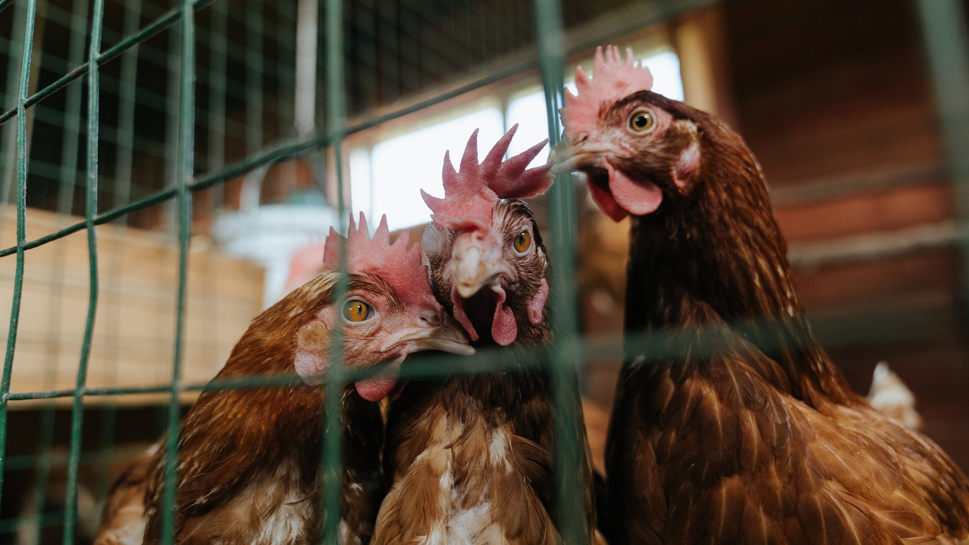 开云体育-当戈贝尔成为魔术师，一场颠覆现实的争冠献祭