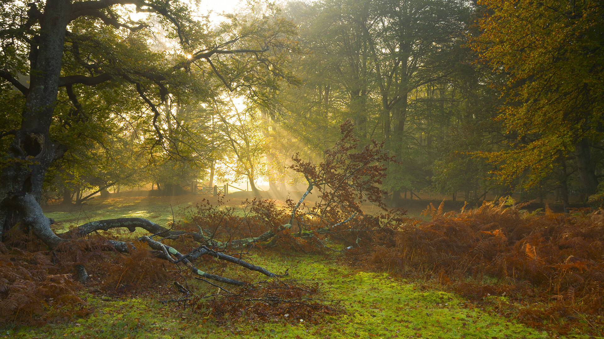 开云体育在线-绝境爵士奏响生死乐章，拉梅洛一剑封喉定山西