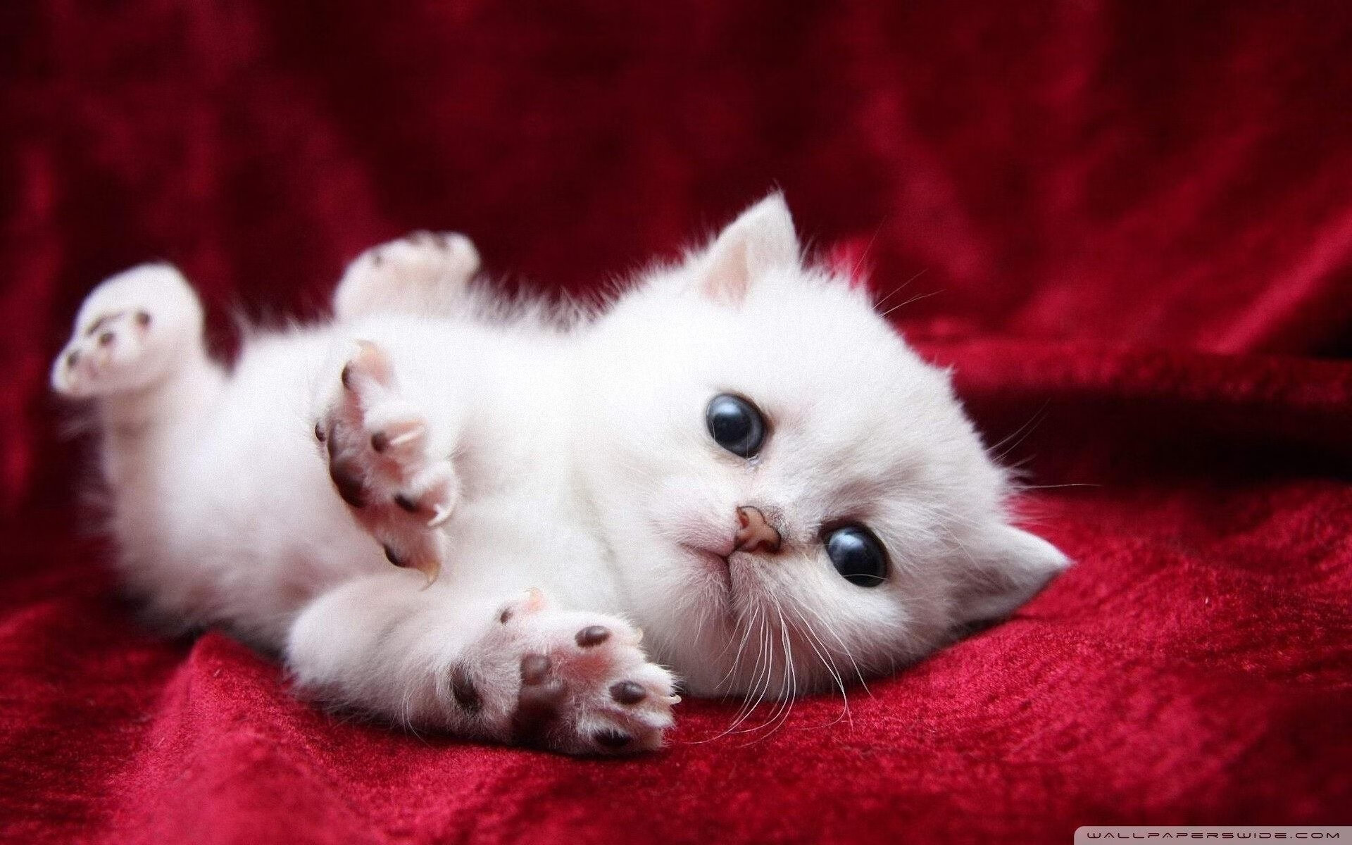 开云体育-当潘帕斯雄鹰遭遇沙漠之狐，一场跨越时空的抢七焦点战