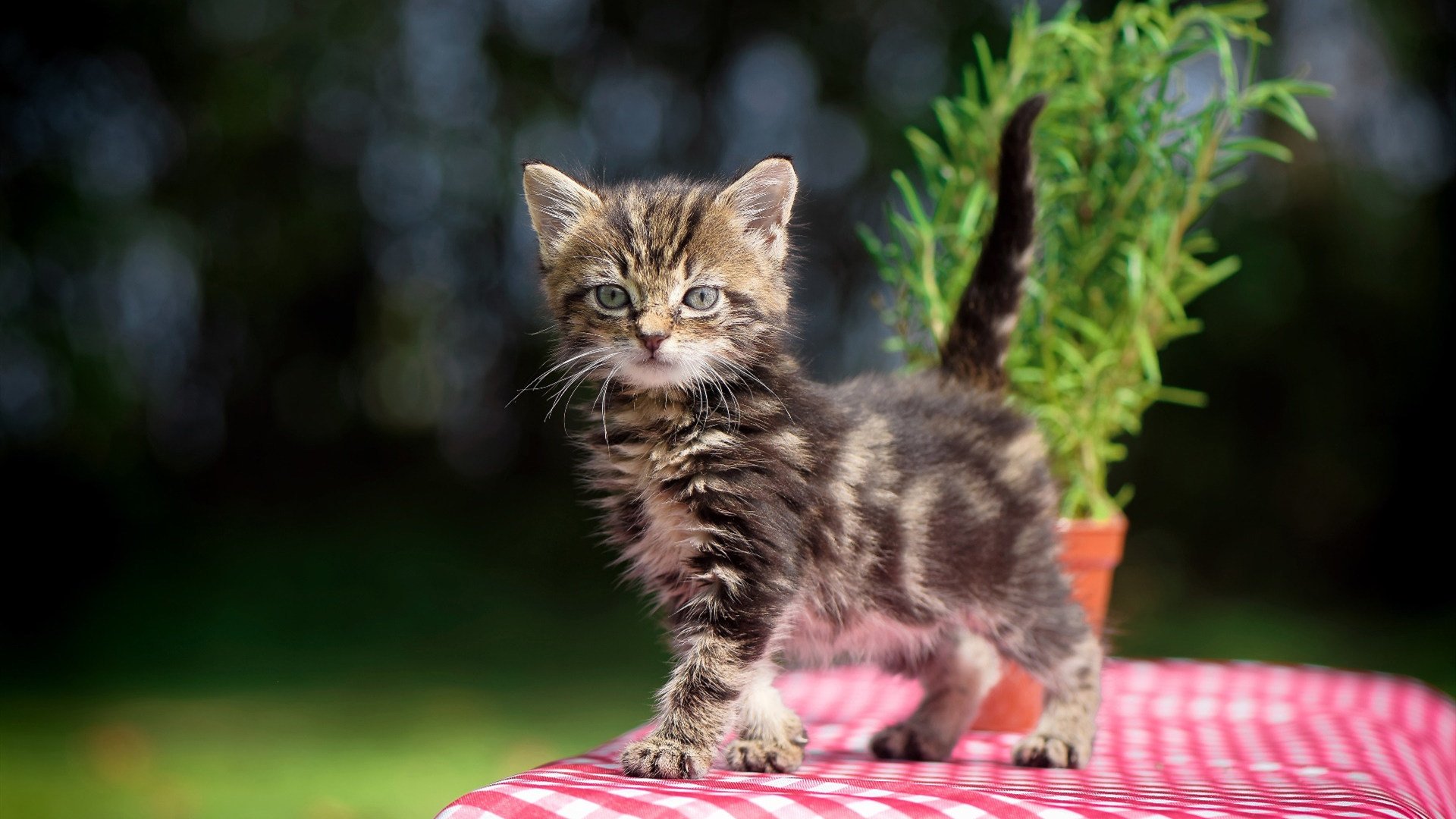 开云体育app-萨拉赫之夜,一己之力主宰年度焦点之战的史诗篇章