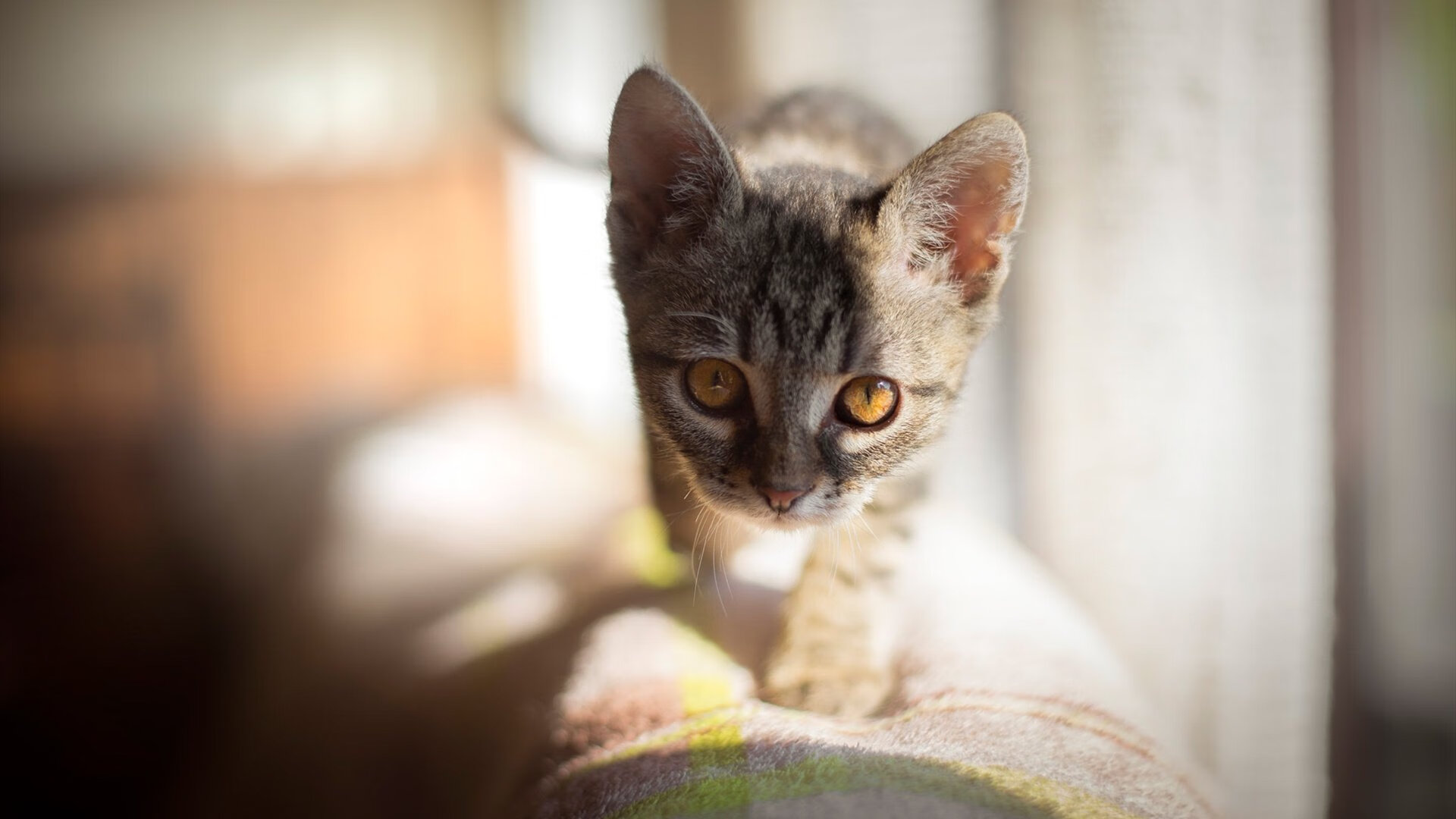 开云体育官网-枪炮与玫瑰的独舞,罗德里戈的北伦敦终曲