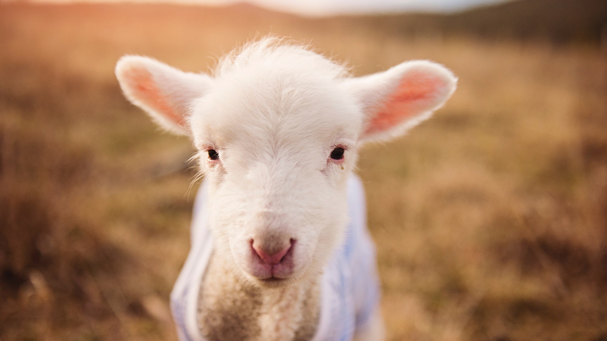 攻防一体，孙兴慜如何以完全体形态定义现代前锋的终极形态