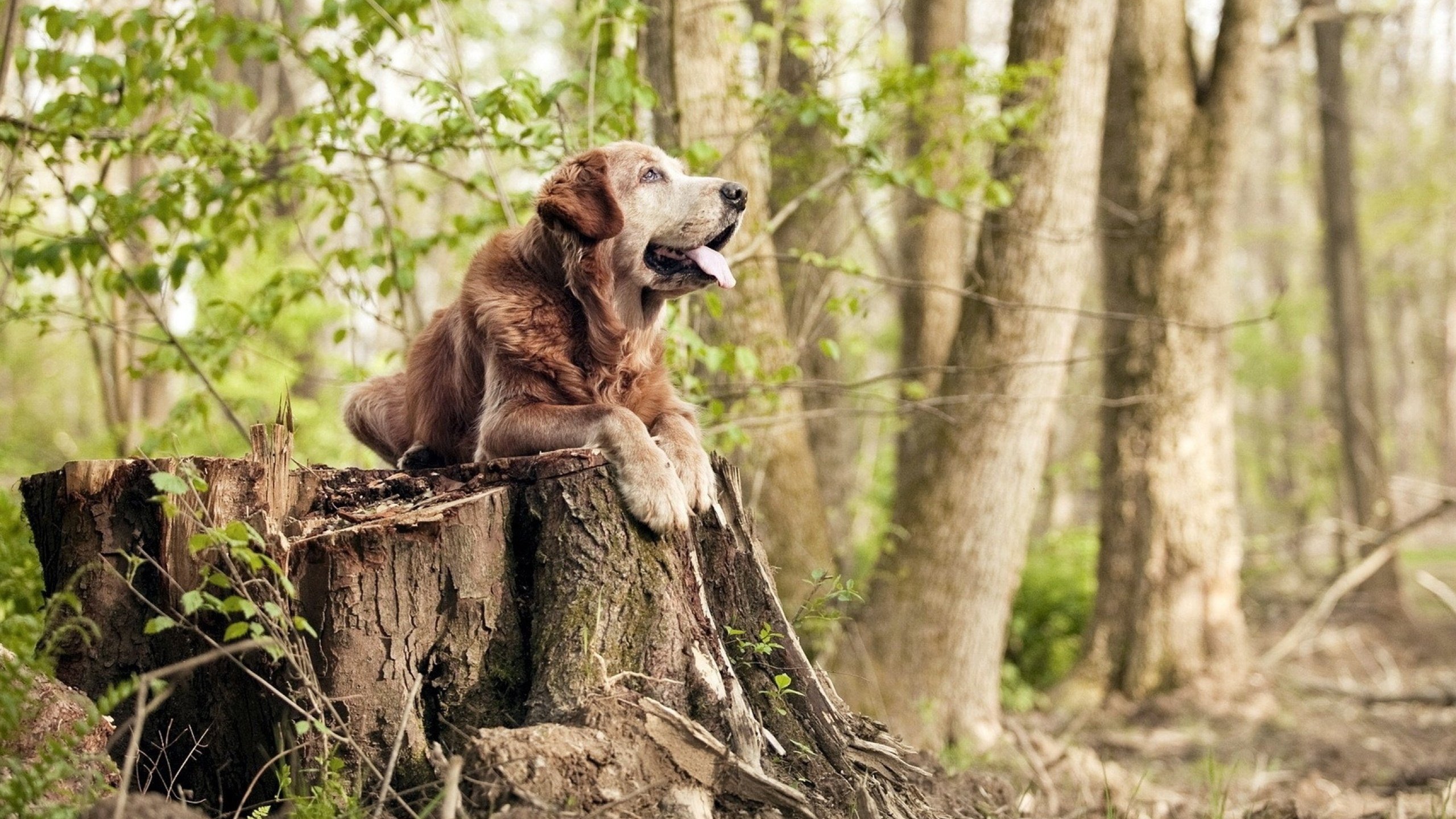 开云体育中国-当极光遇上天使之翼，迪马利亚在不可能的对决中定义伟大