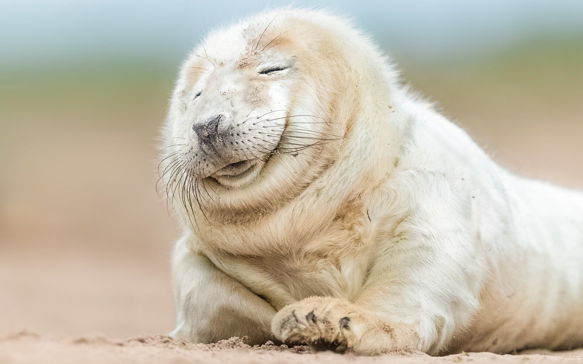 城墙之下,阿坎吉掀翻郁金香王朝的唯一证明