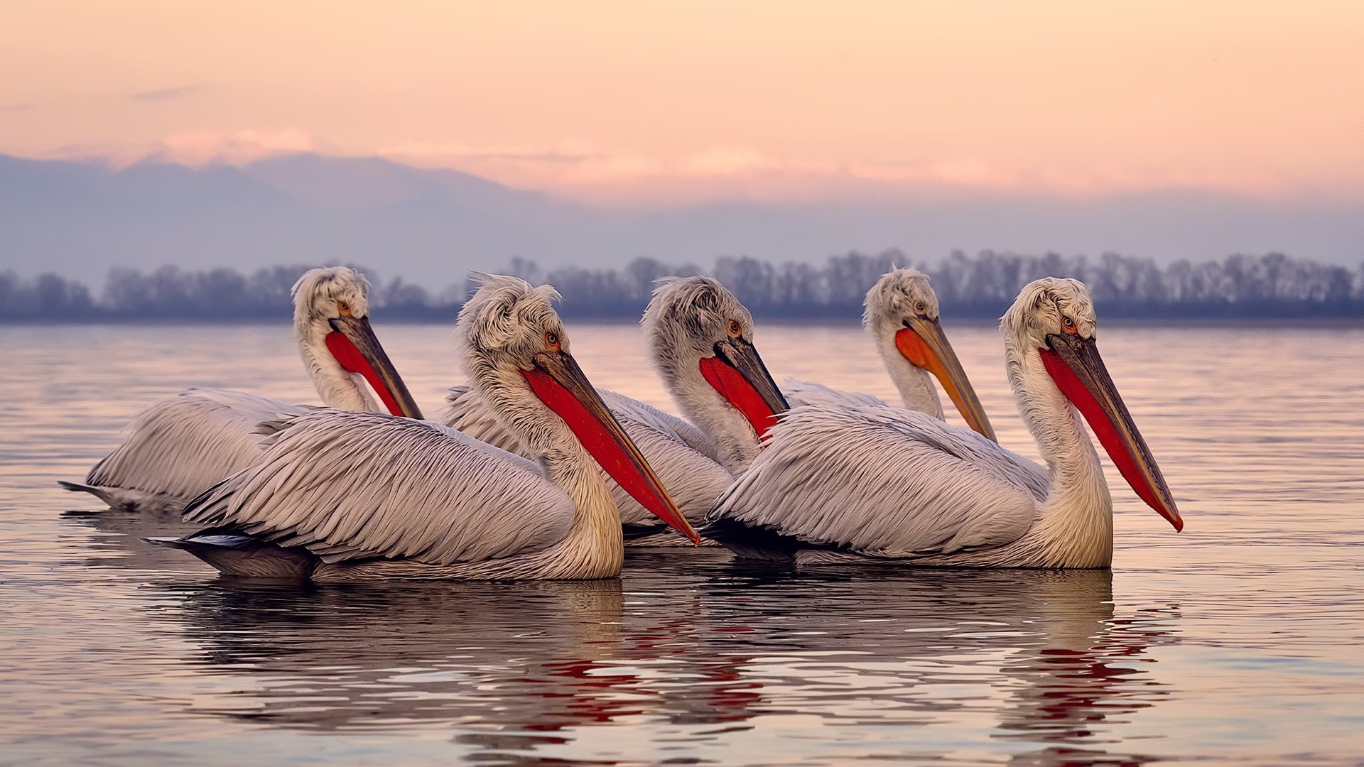 掘金终结广东王朝，武切维奇一记绝杀改写CBA历史