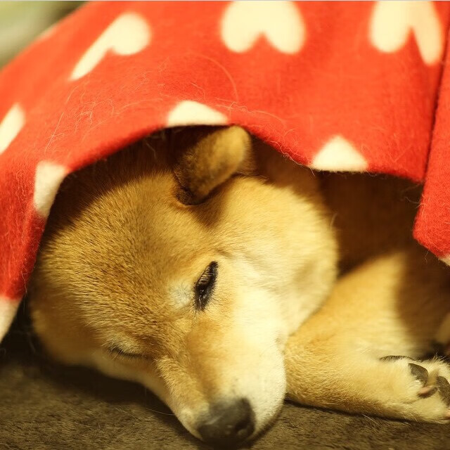 战术压制与个人英雄主义，猛龙击败火箭，福克斯总决赛封王