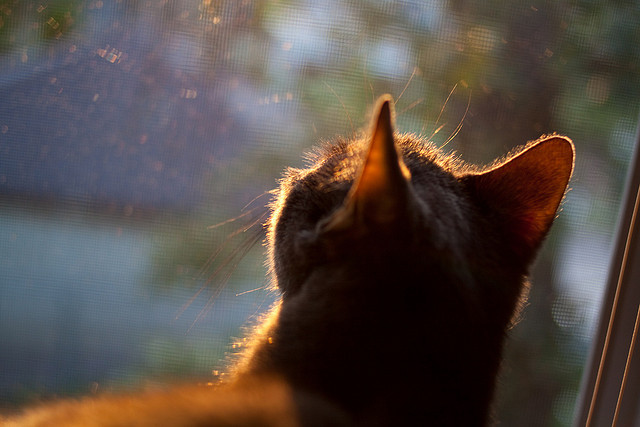 星光与沙暴，当个人英雄主义遇上团队洪流