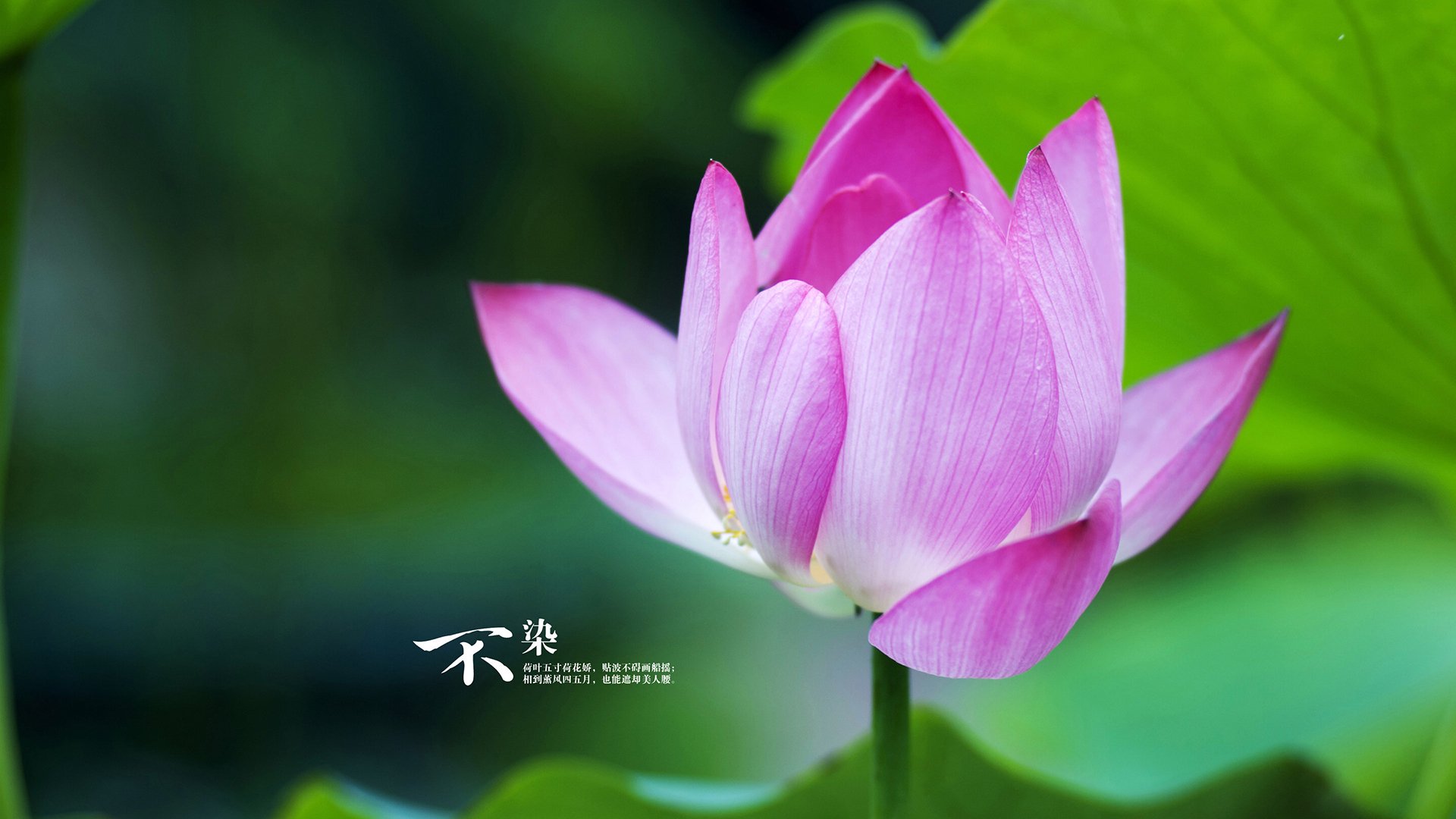 开云下载-铁幕深处的银翼，当深圳速度撞上底特律废墟，一个叫霍勒迪的异乡人如何定义关键先生