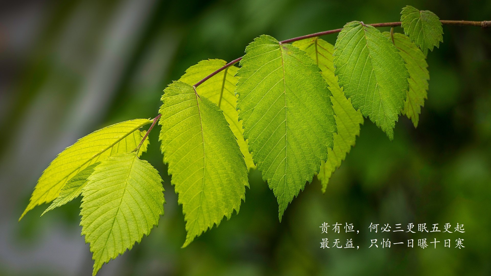 闪电战,2026世界杯C组,哥伦比亚碾压沙特,佩德里致命一击终结悬念